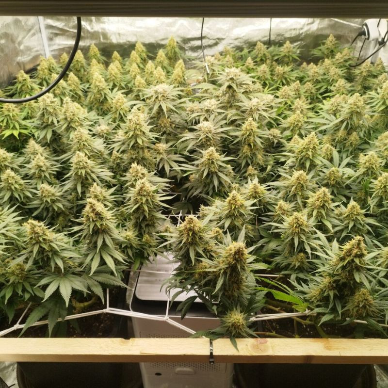 Zkittlez - graines de cannabis, variété de cannabis