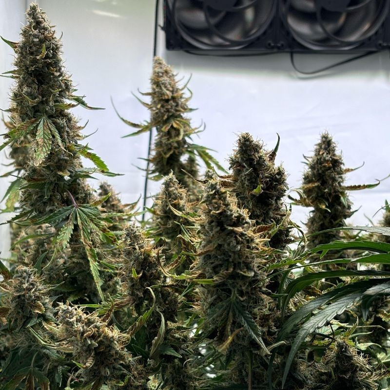 Wedding Cake - graines de cannabis, variété de cannabis