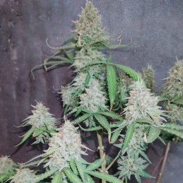 The Unlimited - graines de cannabis, variété de cannabis