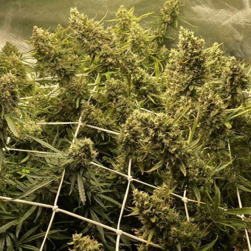 Strawberry Kush - graines de cannabis, variété de cannabis