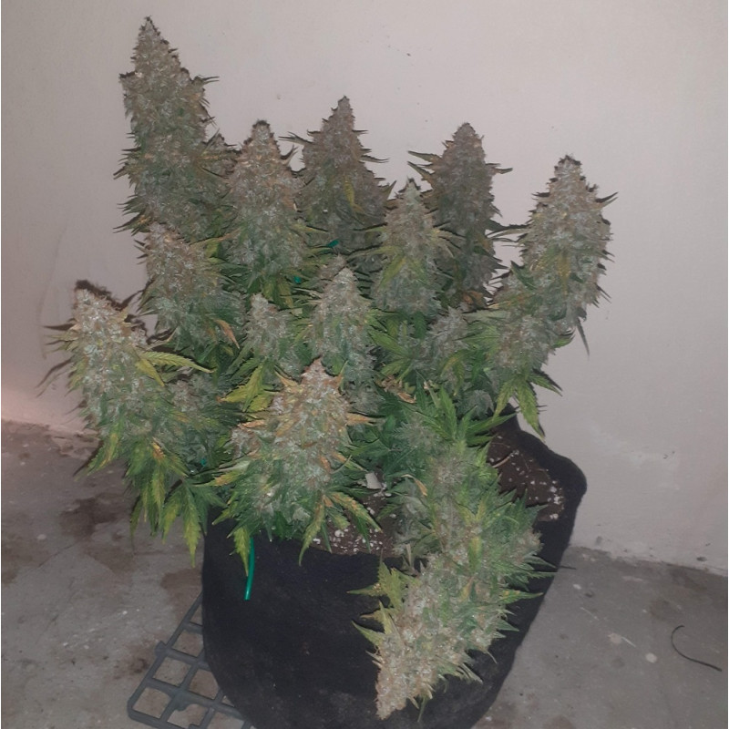 Somango - graines de cannabis, variété de cannabis