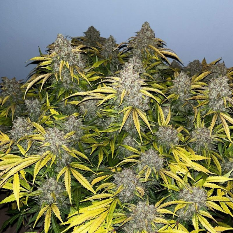 Special Skunk - graines de cannabis, variété de cannabis