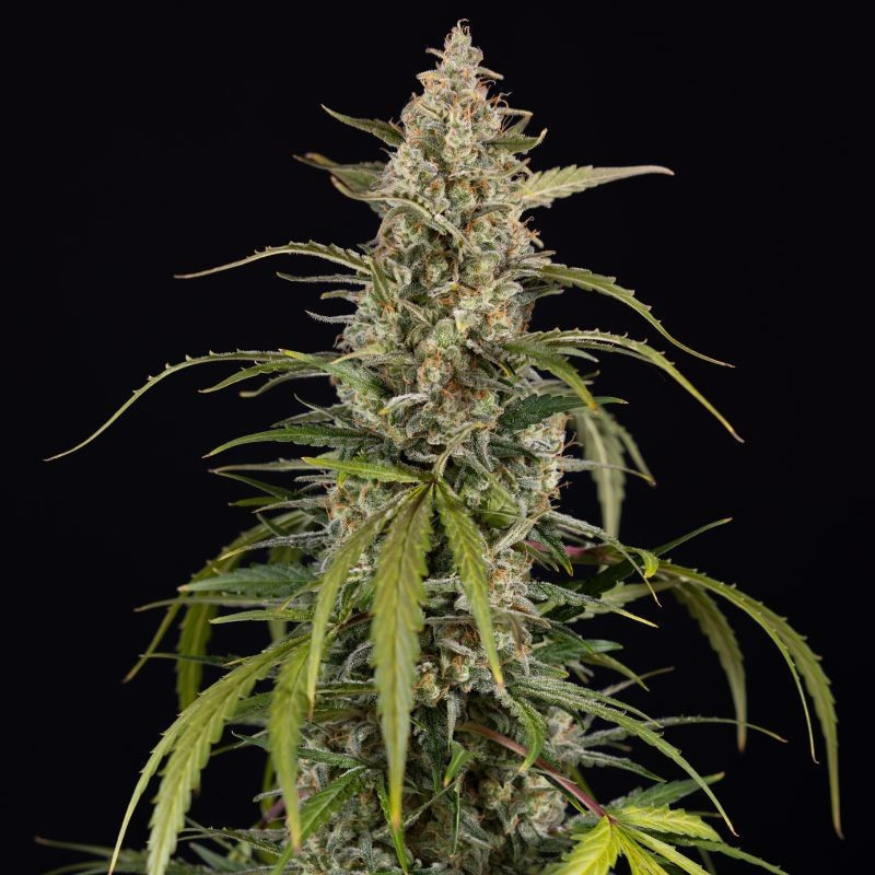 Exotic Haze - graines de cannabis, variété de cannabis
