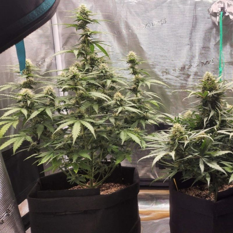 Special Haze - graines de cannabis, variété de cannabis