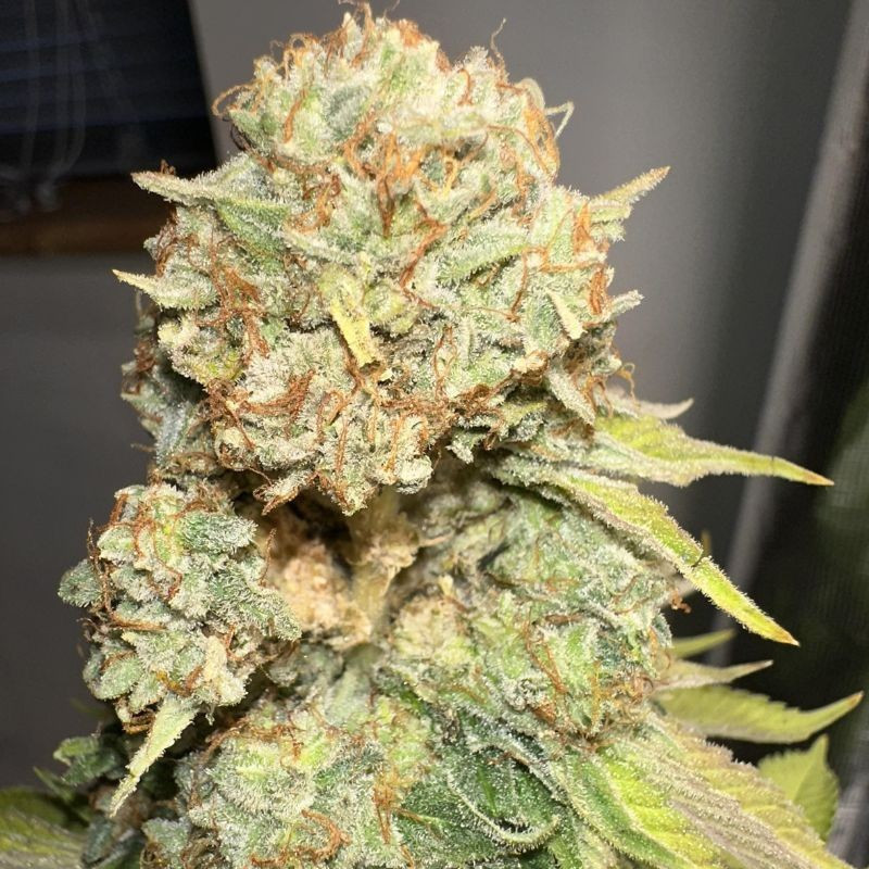 Sour Diesel - graines de cannabis, variété de cannabis