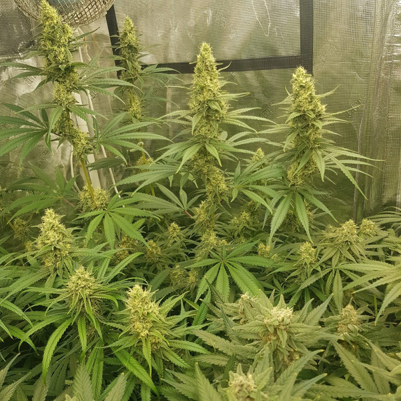 Sherbet - graines de cannabis, variété de cannabis