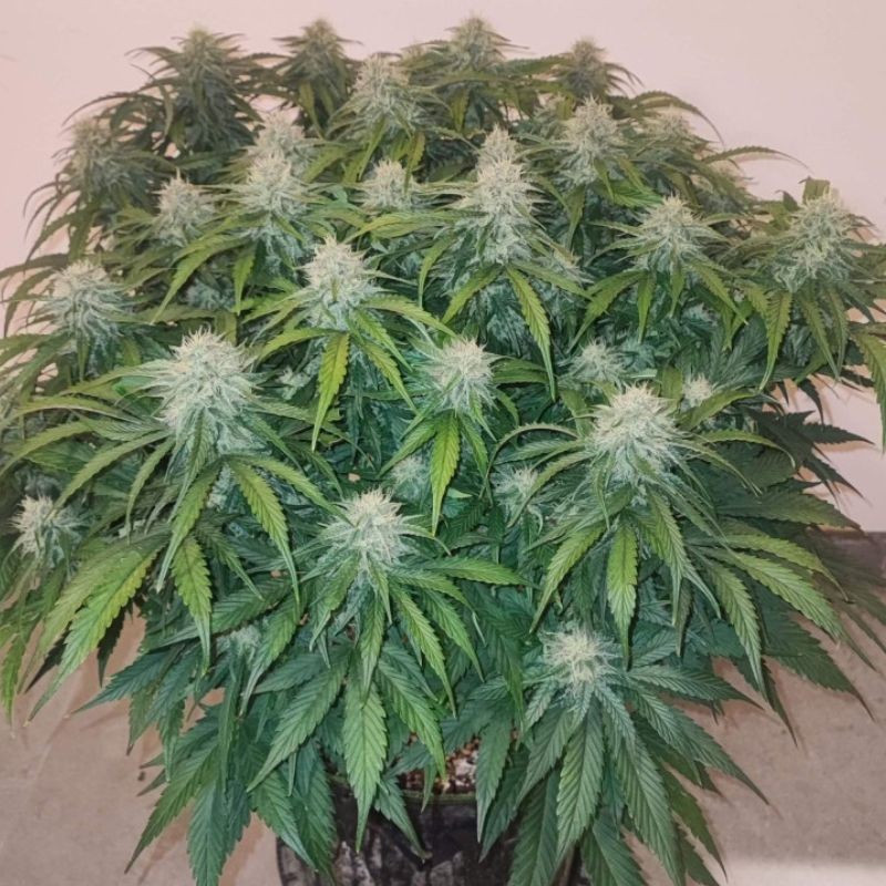 Big Star - graines de cannabis, variété de cannabis