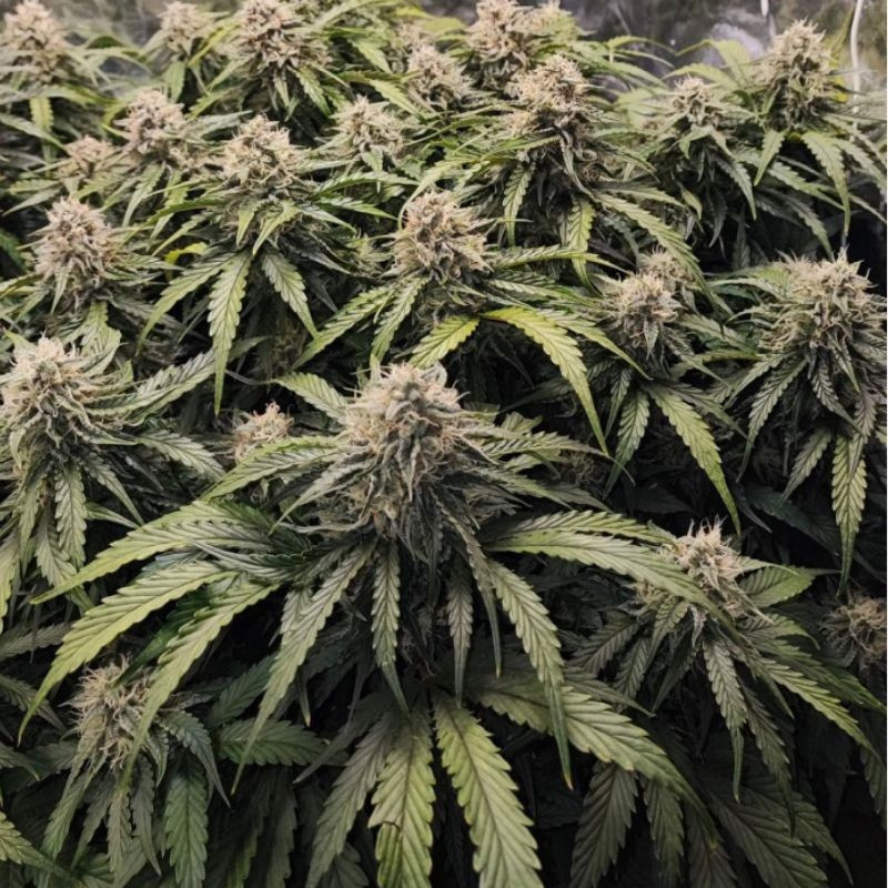 Runtz - graines de cannabis, variété de cannabis