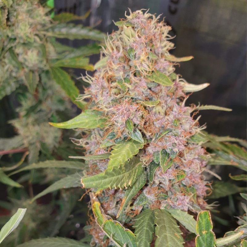 Purple Kush - graines de cannabis, variété de cannabis