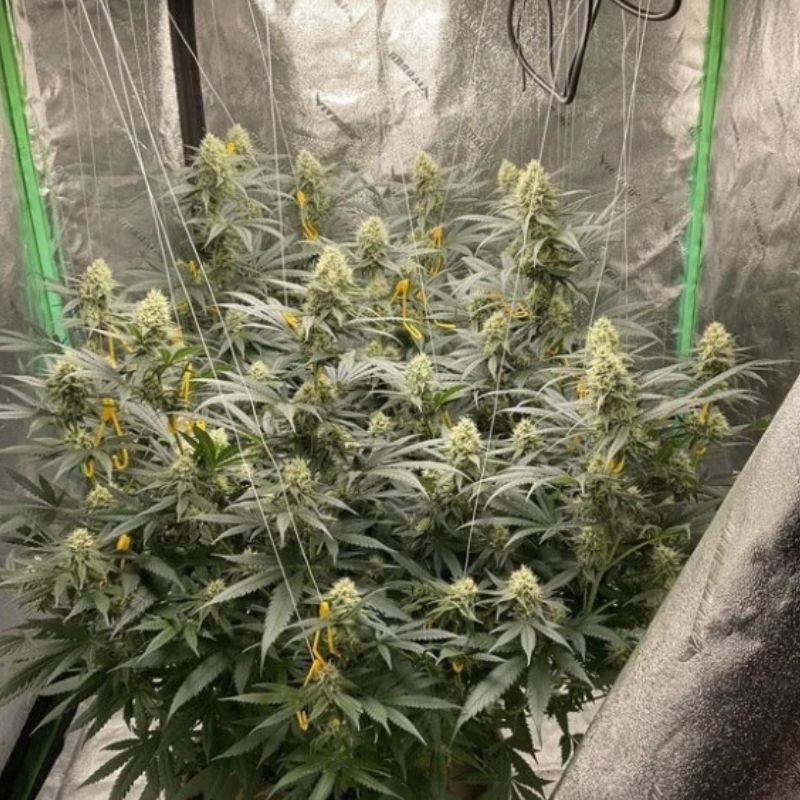 LSD - graines de cannabis, variété de cannabis