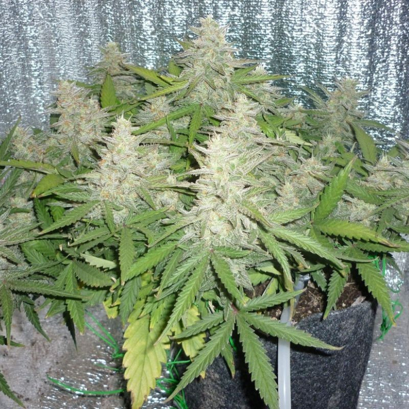 Power Plant - graines de cannabis, variété de cannabis