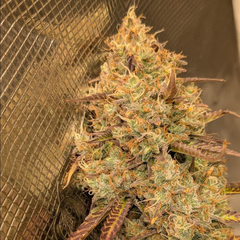 Orange Bud - graines de cannabis, variété de cannabis