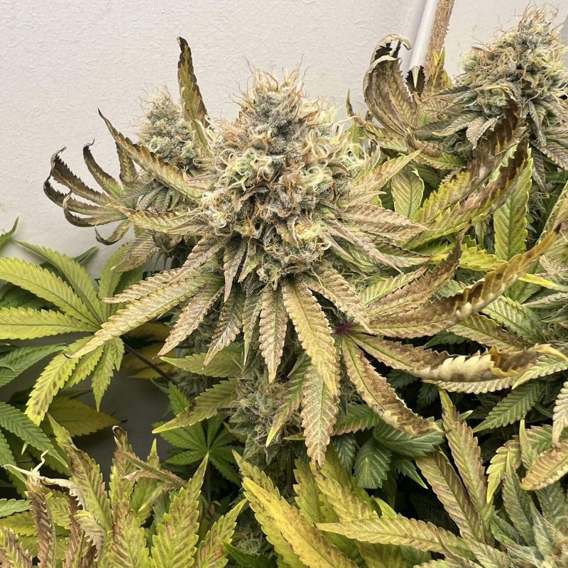 Northern Light - graines de cannabis, variété de cannabis