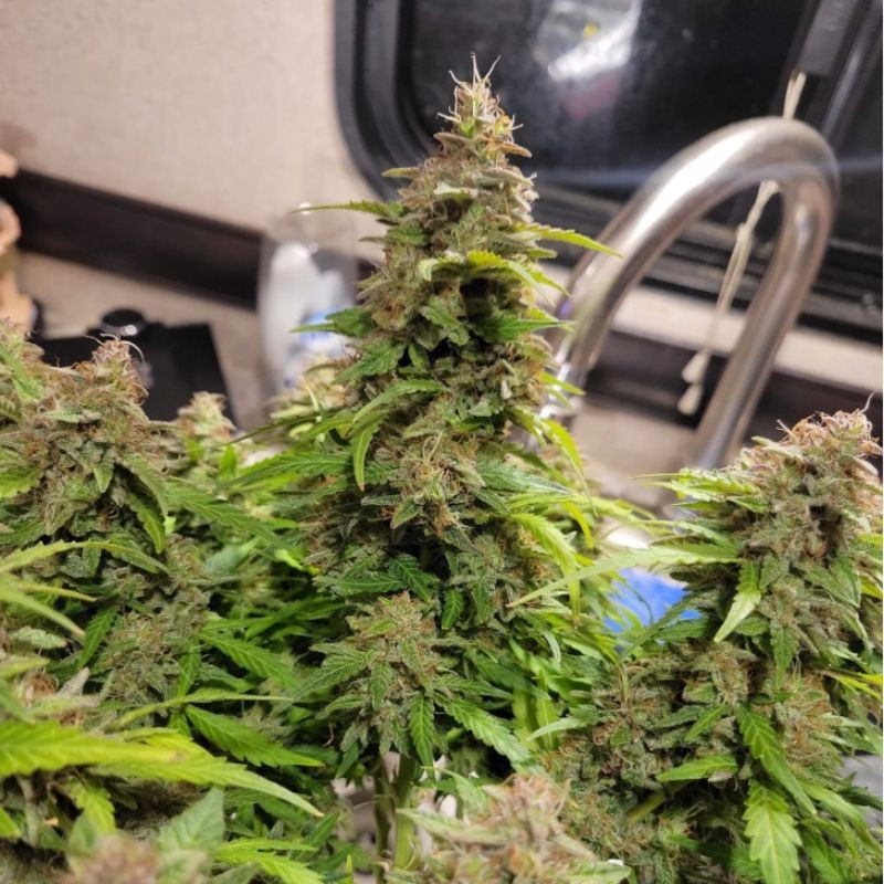 Neville's Haze - graines de cannabis, variété de cannabis