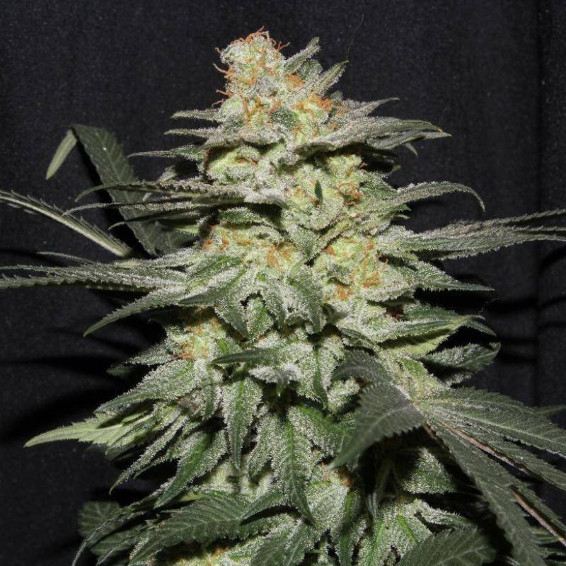 Himalaya Gold - graines de cannabis, variété de cannabis