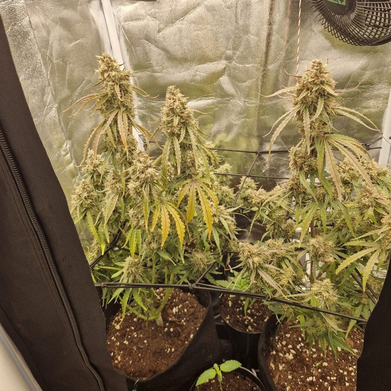 NYC Diesel - graines de cannabis, variété de cannabis