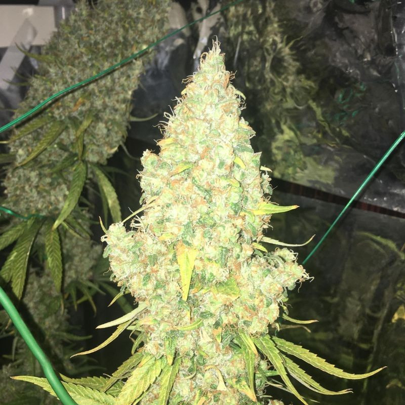 Moby Dick - graines de cannabis, variété de cannabis