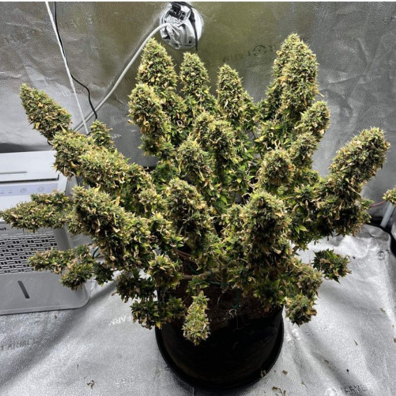 Mimosa - graines de cannabis, variété de cannabis