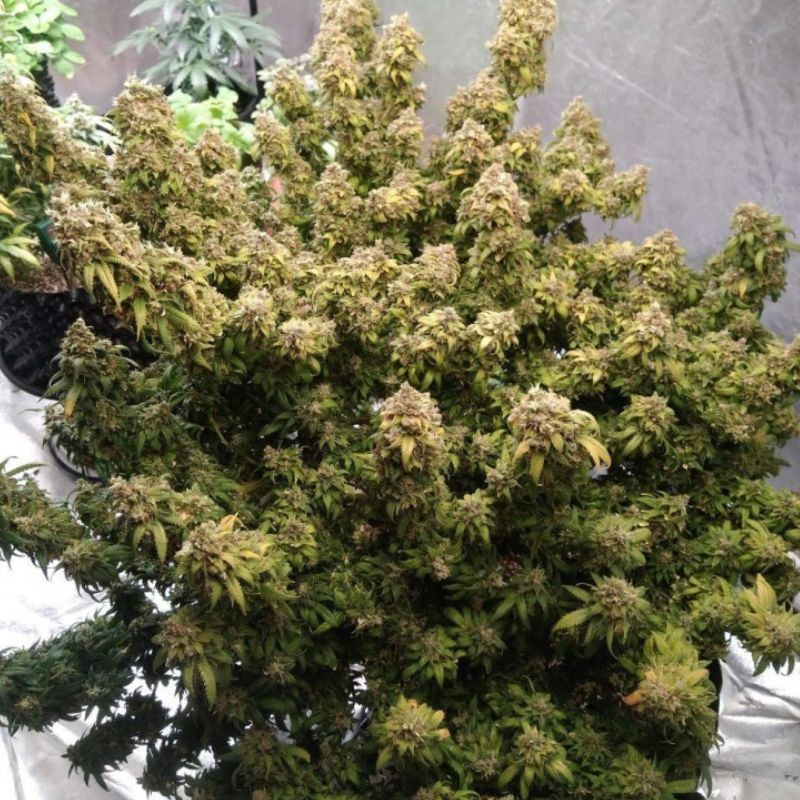 Mazar Extra - graines de cannabis, variété de cannabis
