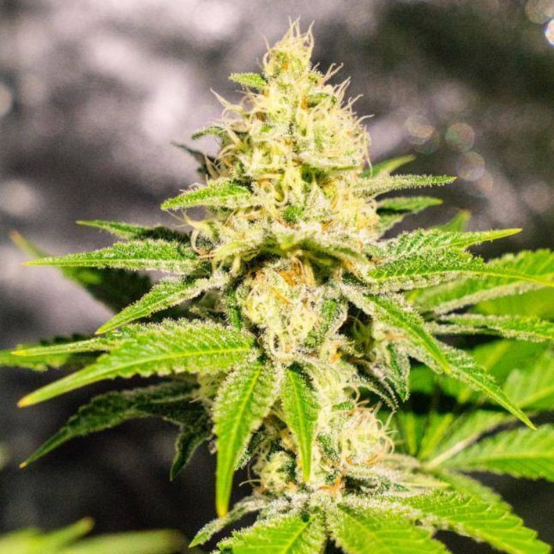 Mister Kush - graines de cannabis, variété de cannabis