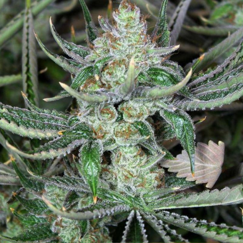 Bob Marley - graines de cannabis, variété de cannabis