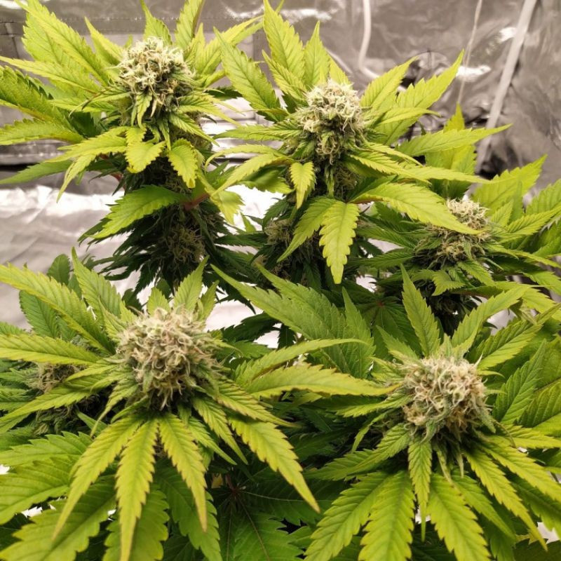 Lemon Juice - graines de cannabis, variété de cannabis