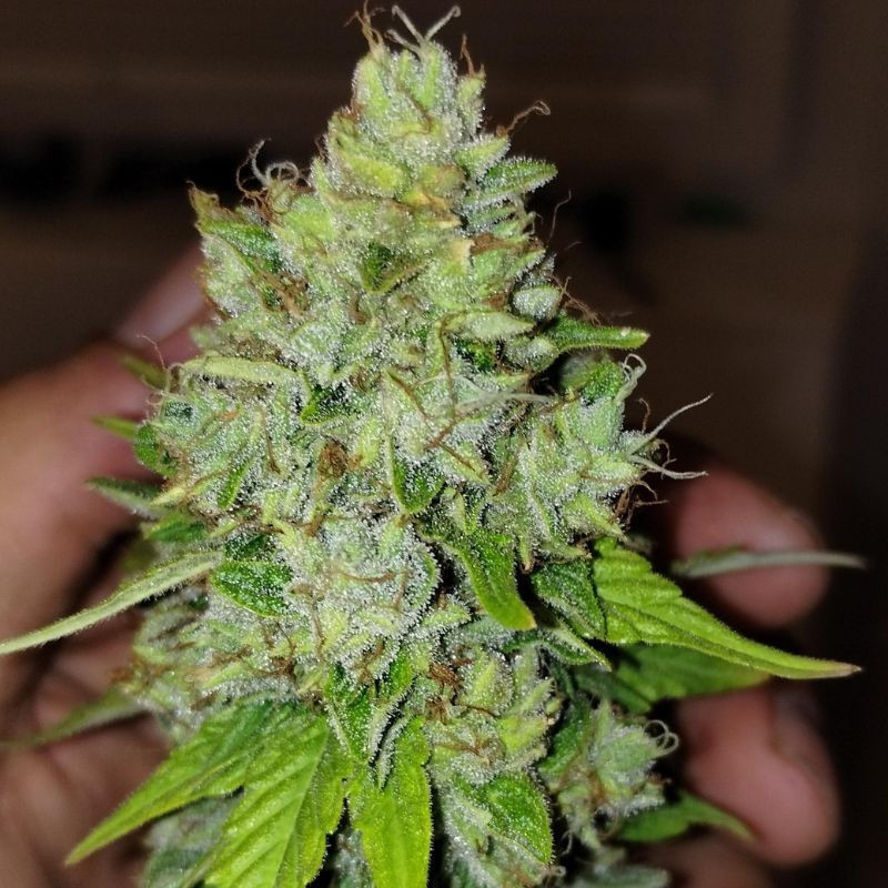 Lemon Skunk - graines de cannabis, variété de cannabis