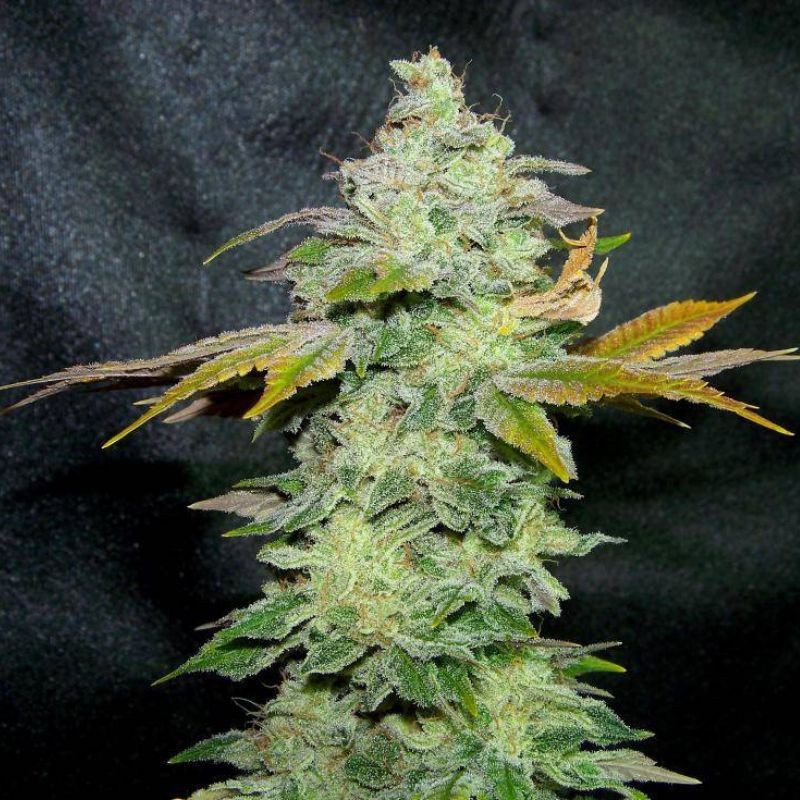 Lavender - graines de cannabis, variété de cannabis