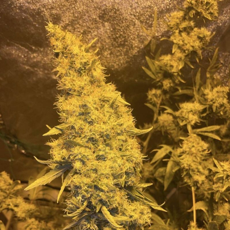 Kali Mist - graines de cannabis, variété de cannabis