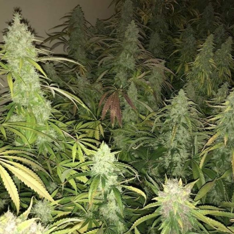 Kalashnikova - graines de cannabis, variété de cannabis