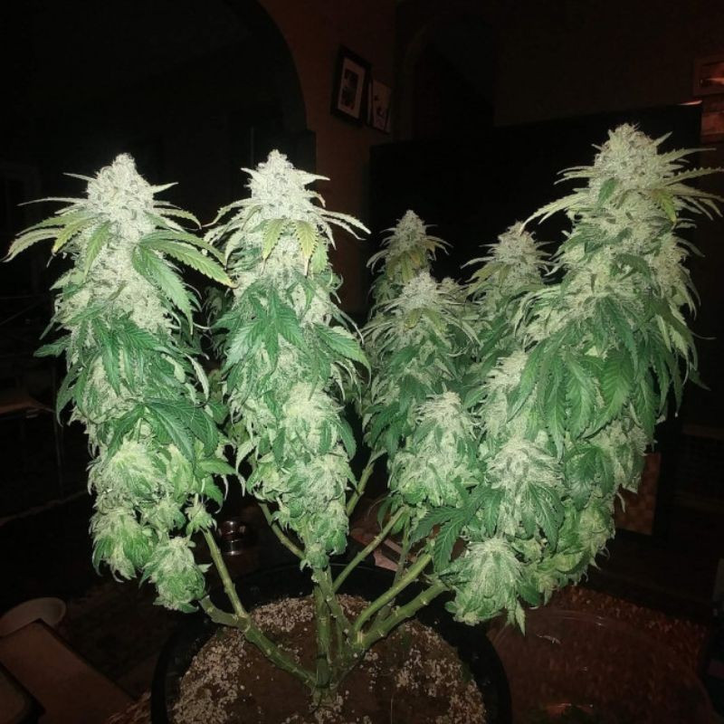 Jack Herer - graines de cannabis, variété de cannabis