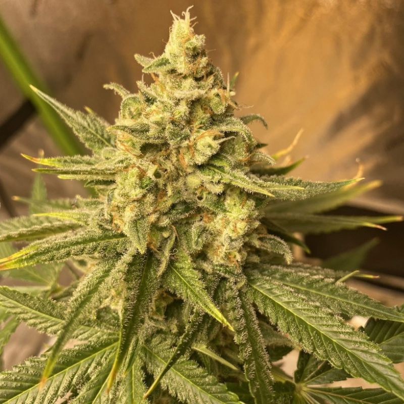 Chemdog - graines de cannabis, variété de cannabis