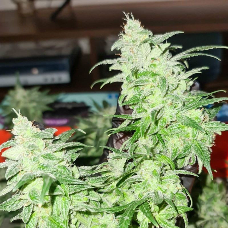 Gorilla Glue - graines de cannabis, variété de cannabis