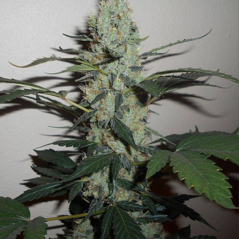 Green Crack - graines de cannabis, variété de cannabis