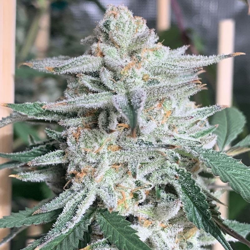 Girl Scout Cookies - graines de cannabis, variété de cannabis