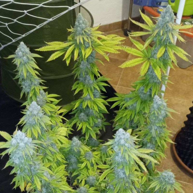 Crystal Candy - graines de cannabis, variété de cannabis