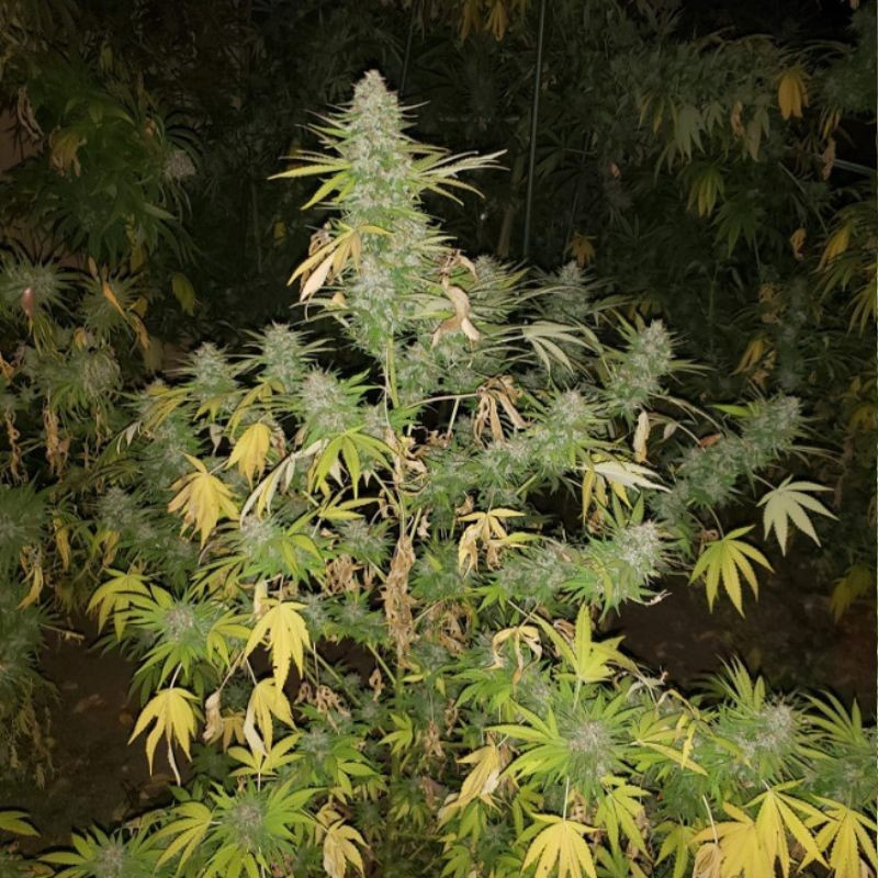 Grapefruit - graines de cannabis, variété de cannabis