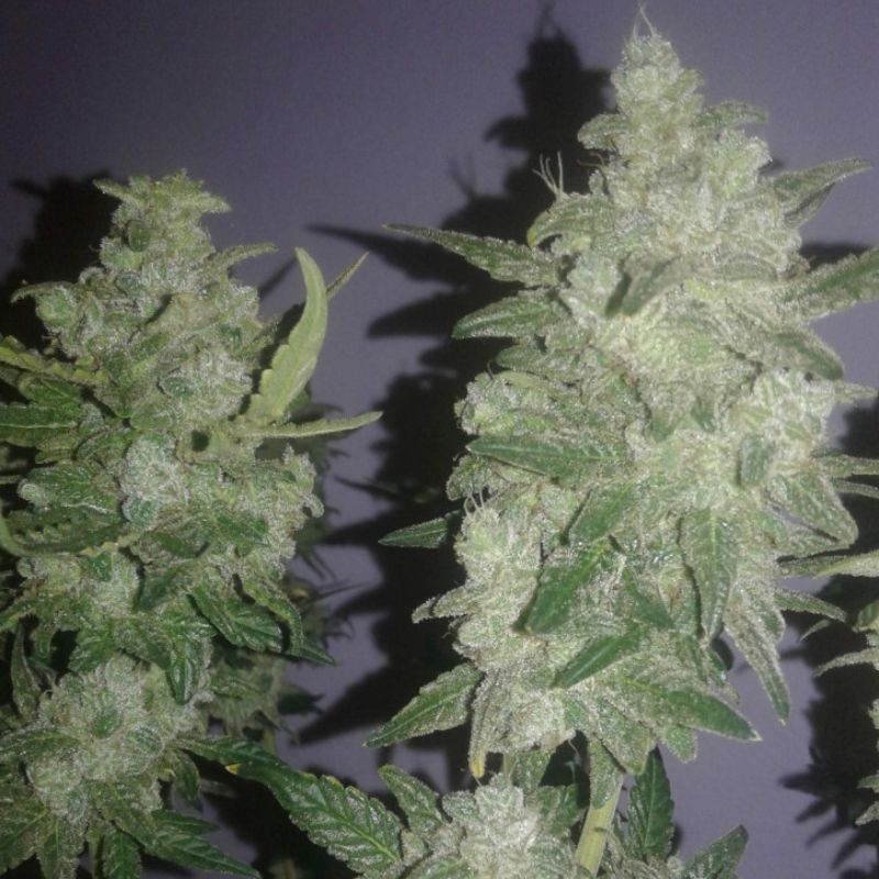 Gelato - graines de cannabis, variété de cannabis