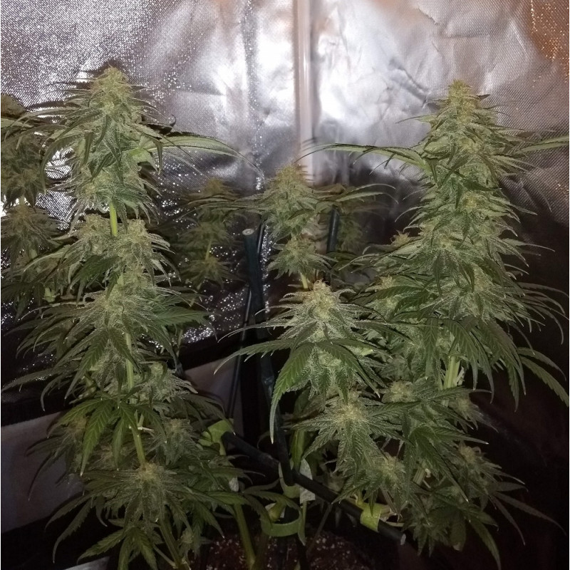Special Mintz - graines de cannabis, variété de cannabis