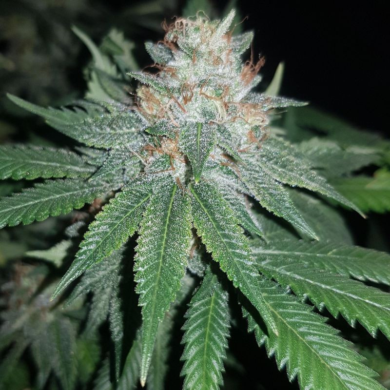 Euforia Special - graines de cannabis, variété de cannabis Euforia Special - graines de cannabis, variété de cannabis