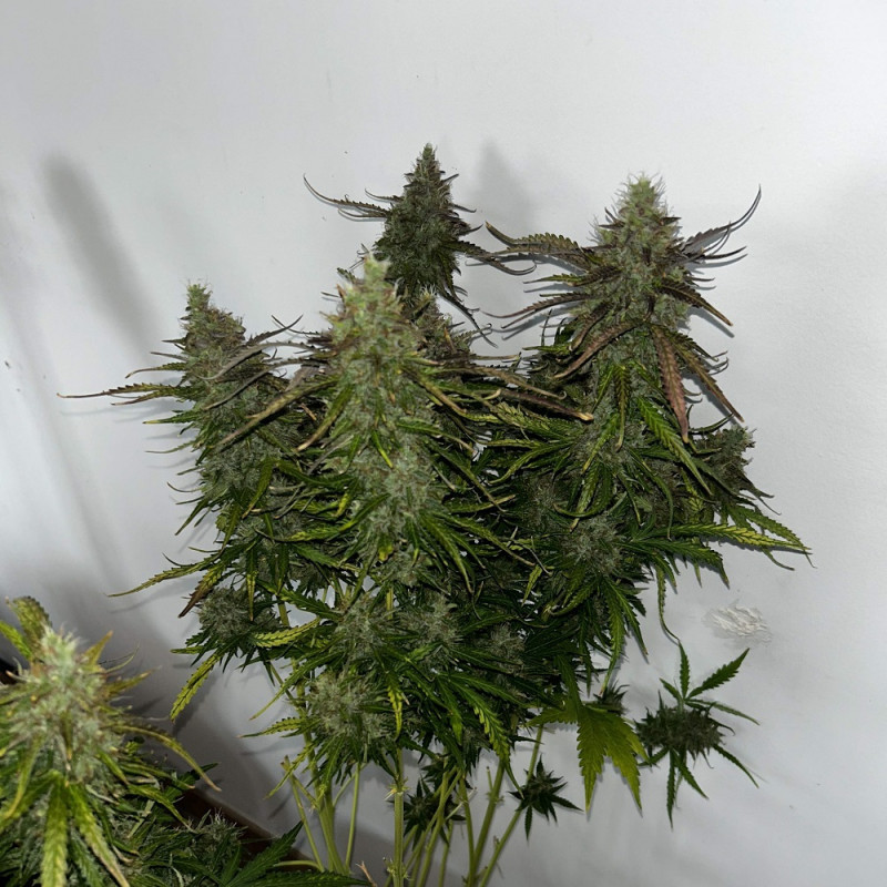 Skunk - graines de cannabis, variété de cannabis
