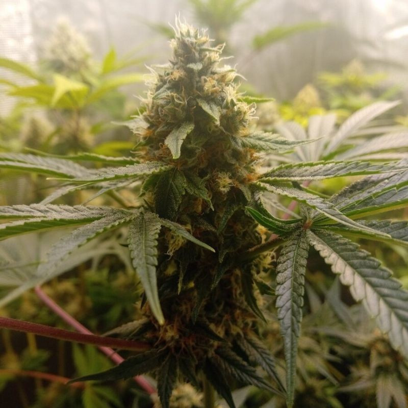 Critical Mass - graines de cannabis, variété de cannabis