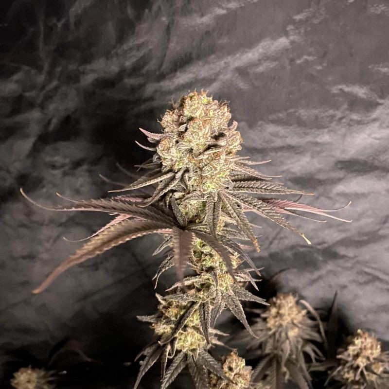 RoboCop - graines de cannabis, variété de cannabis