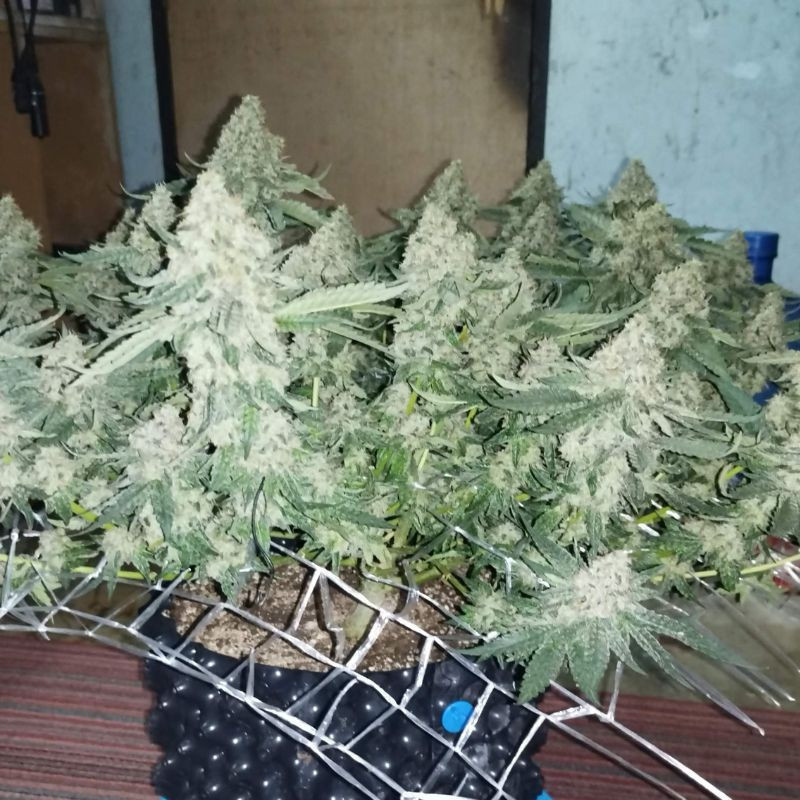 Coffee Ryder - graines de cannabis, variété de cannabis