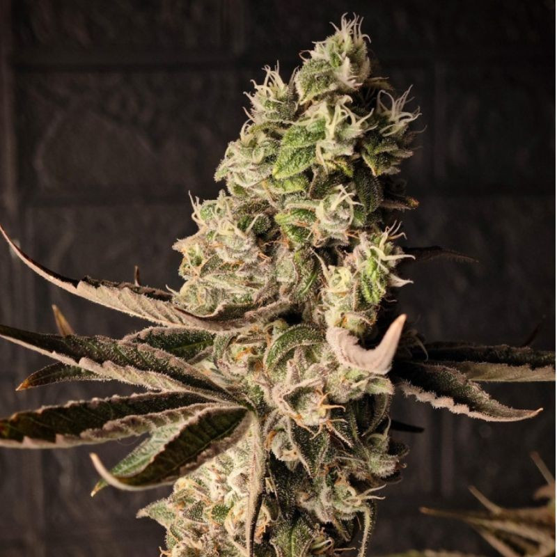 Chrome - graines de cannabis, variété de cannabis