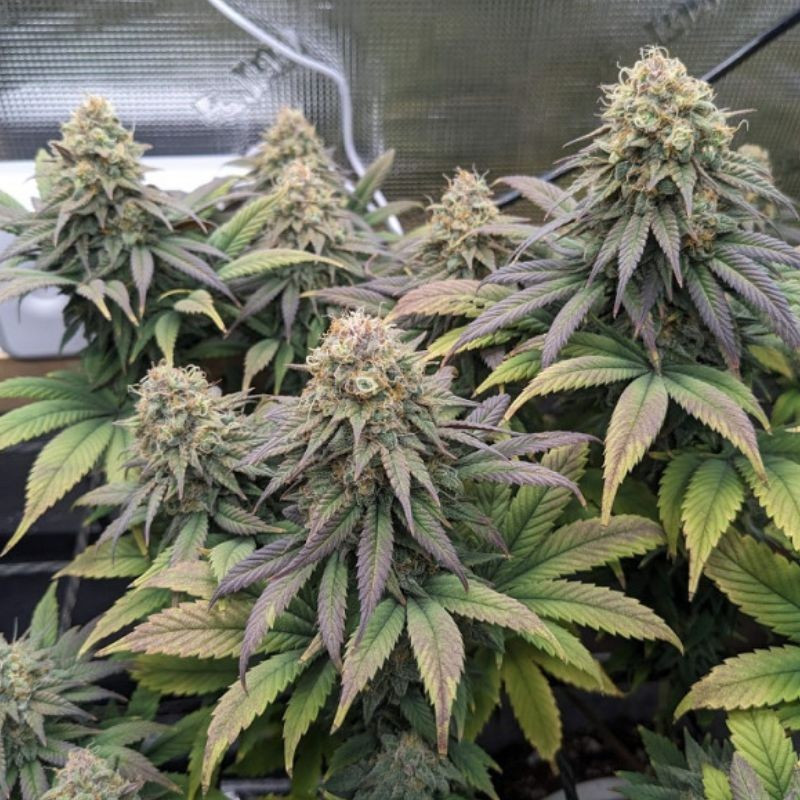 Cheese - graines de cannabis, variété de cannabis
