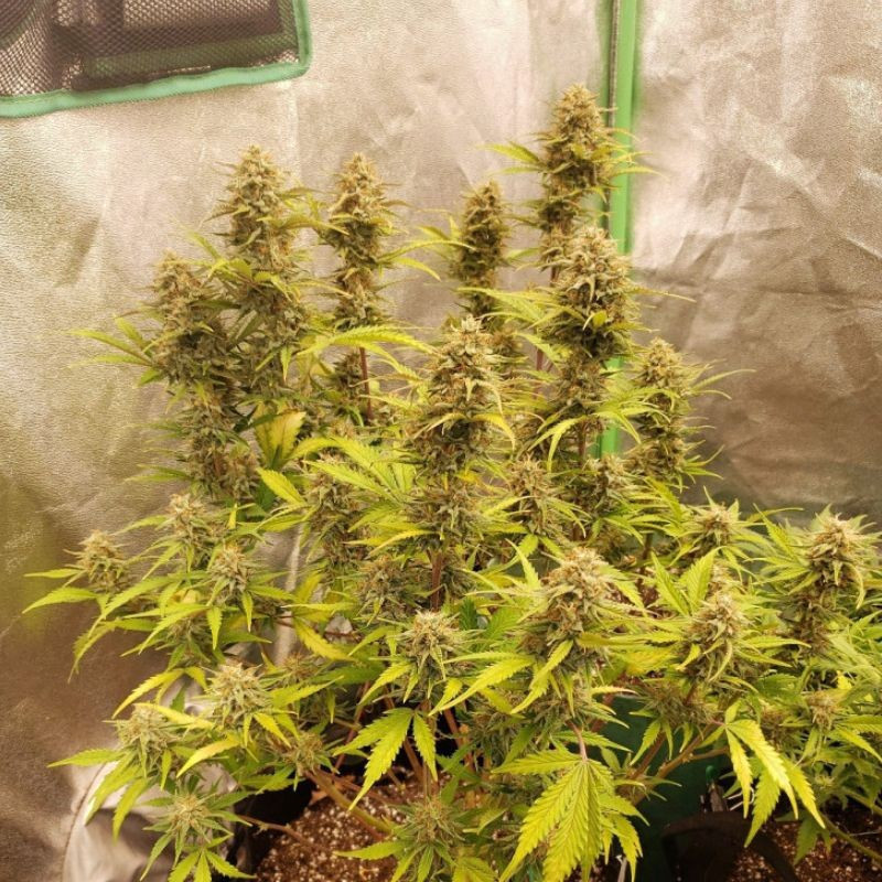 Caramel - graines de cannabis, variété de cannabis
