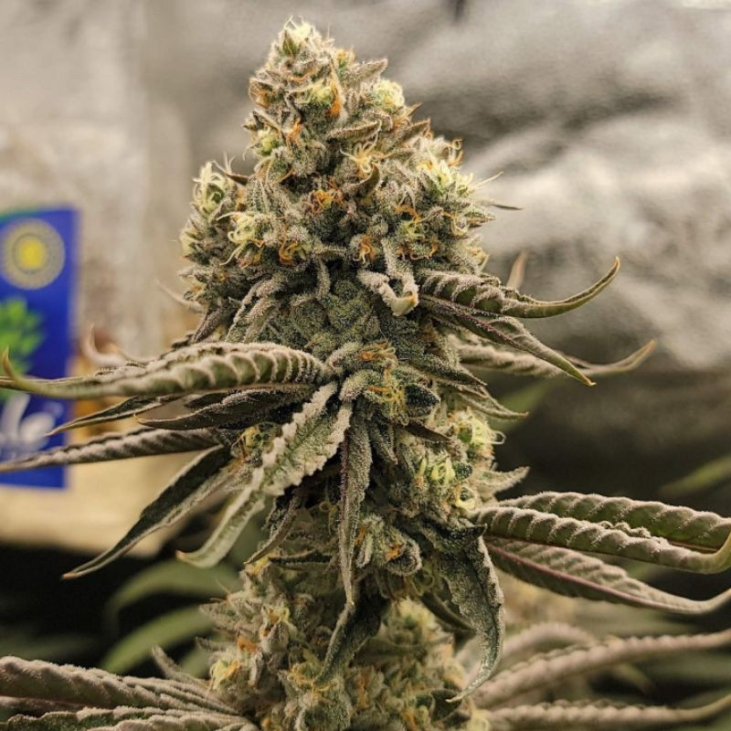 Bruce Banner - graines de cannabis, variété de cannabis