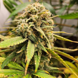BubbleGum - graines de cannabis, variété de cannabis