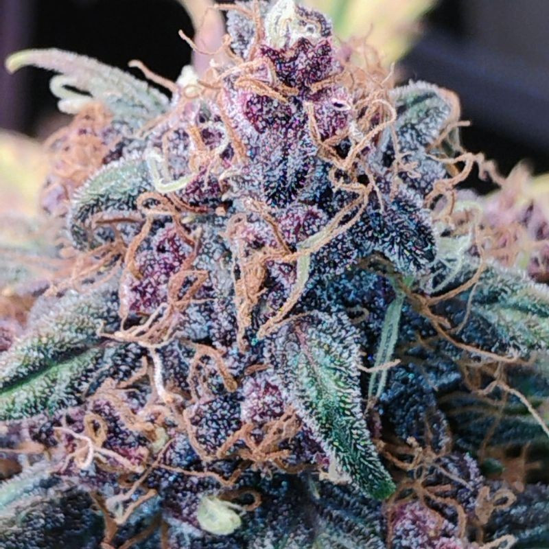 Blueberry - graines de cannabis, variété de cannabis